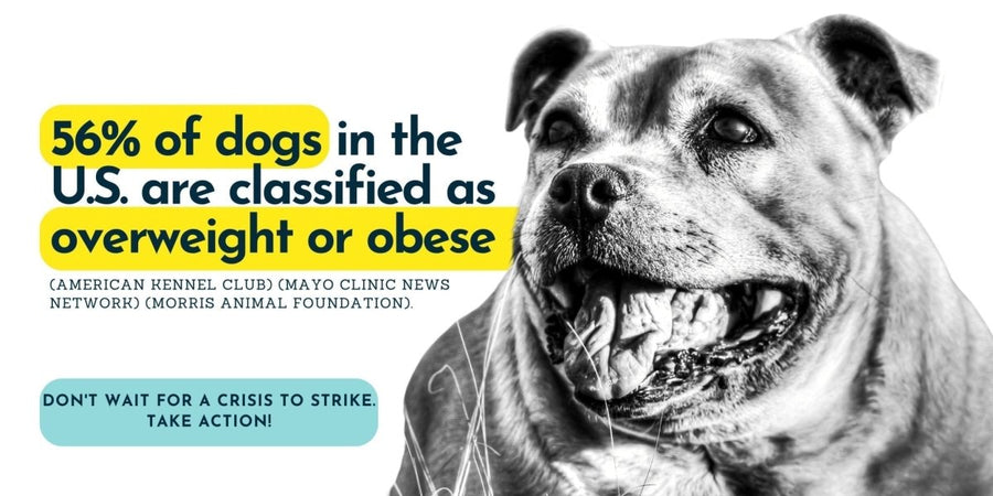 59% of dogs in the U.S. are classified as overweight or obese. Leaarn how to prevent canine overweight. - PetCultures