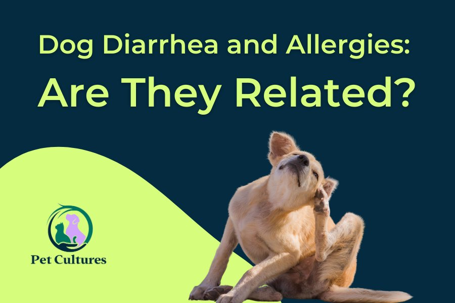 Dog Diarrhea and Allergies: Are They Related? - PetCultures