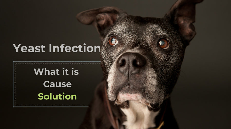 How Probiotics Can Help Your Dog's Yeast Infection - PetCultures