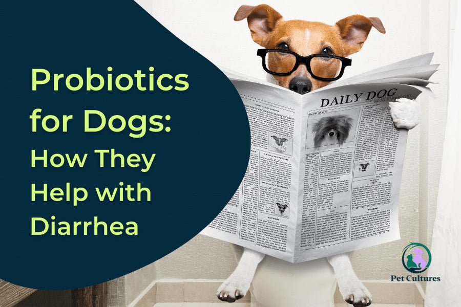 Probiotics for Dogs: How They Help with Diarrhea - PetCultures