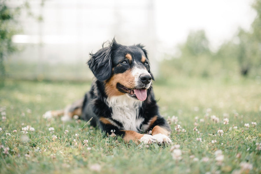 The Benefits of Probiotics for Animal Health: Using Animal Strains for Maximum Effectiveness - PetCultures