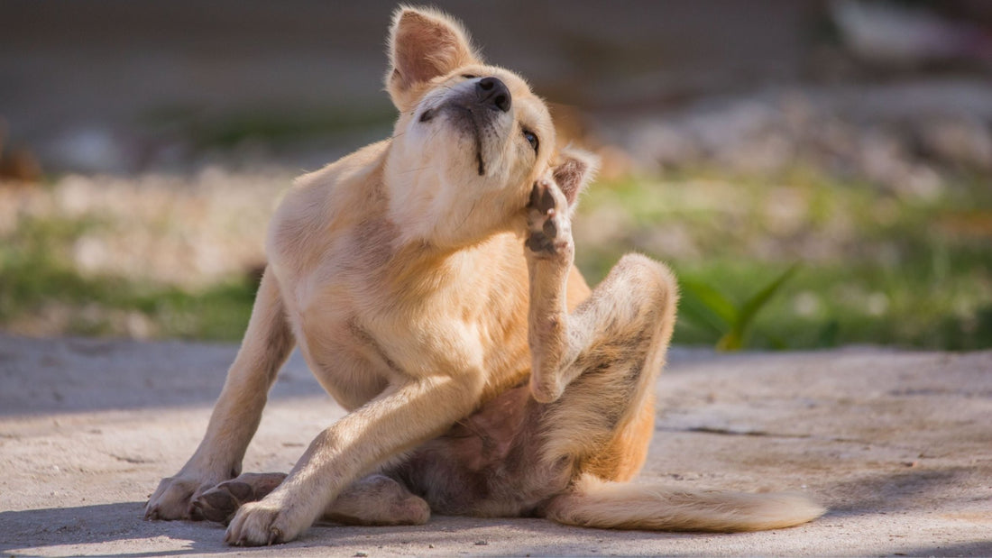 el vinagre de sidra de manzana pica a los perros