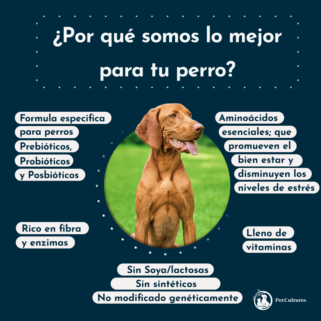Ingredientes clave del suplemento calmante: L-Triptófano, L-Teanina y probióticos para perros.